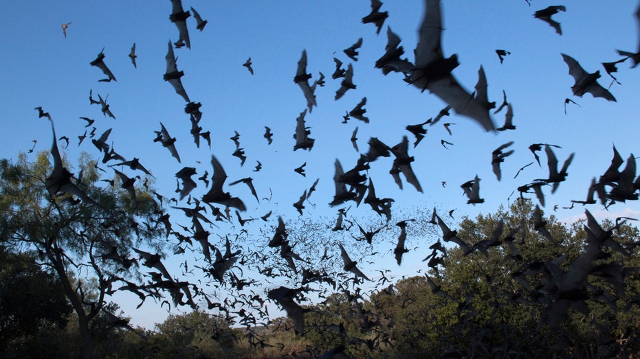 Bat flies into tourist's mouth during Arizona night sky photography trip Brisbane Private Schools